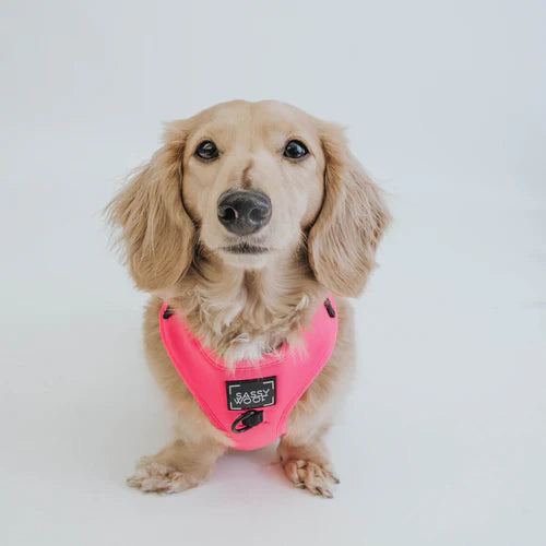 Sassy woof- pechera y correa Neon Pink