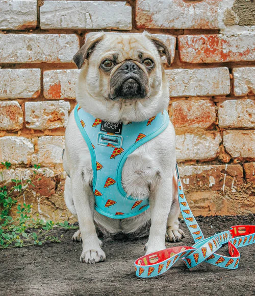 Dog Leash - One Hot Pupperoni
