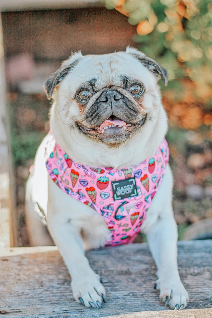 Sassy Woof- Pechera ajustable y correa I Chews You