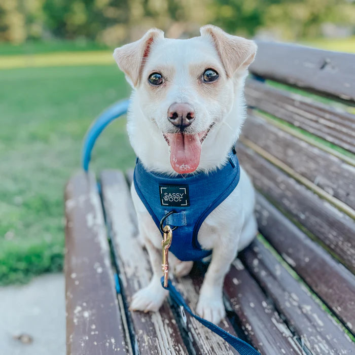 Sassy woof- Dog Adjustable Harness (Pechera y correa) - Twilight