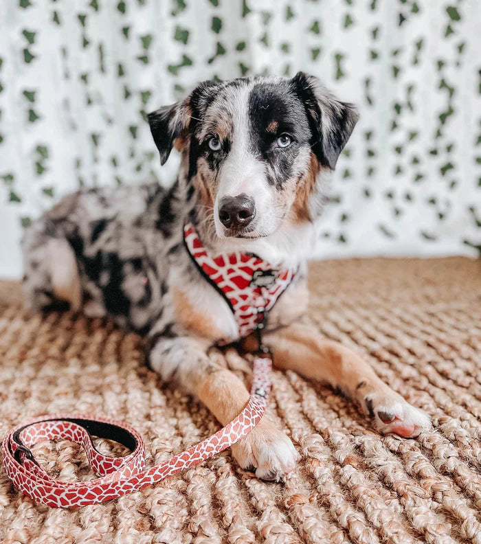Sassy Woof- Pechera ajustable y correa Giraffic Park