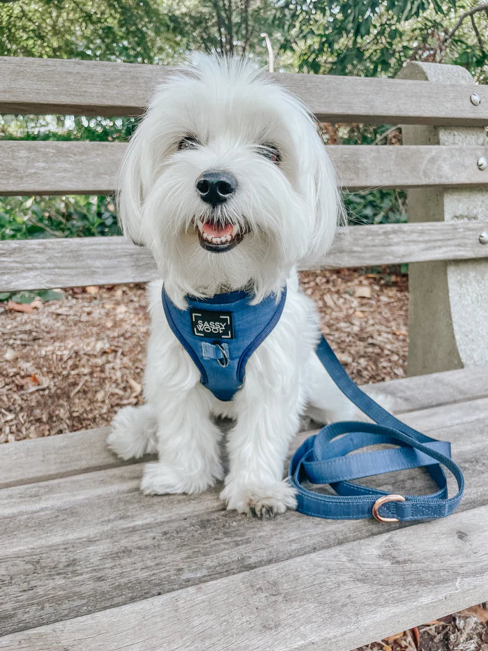 Sassy woof- Dog Adjustable Harness (Pechera y correa) - Twilight